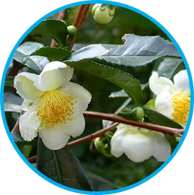 Camellia Sinensis ingredient in Venus Factor
