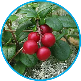 Arctic Lingonberry ingredient in Venus Factor
