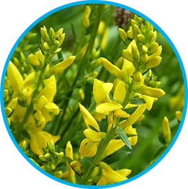 Genistein ingredient in Venus Factor